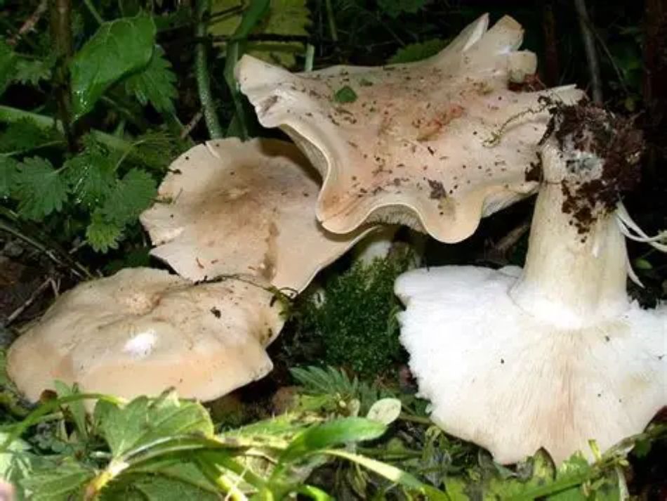 Prugnolo (Calocybe gambosa): il re dei funghi primaverili